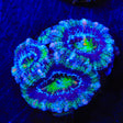 Ultra Acan Coral
