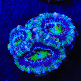 Ultra Acan Coral