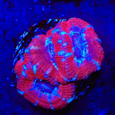 Ultra Acan Coral