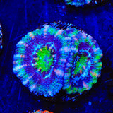 Ultra Acan Coral