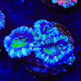 Ultra Acan Coral