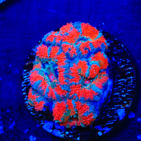 Ultra Acan Coral