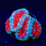 Ultra Acan Coral