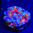 Ultra Acan Coral