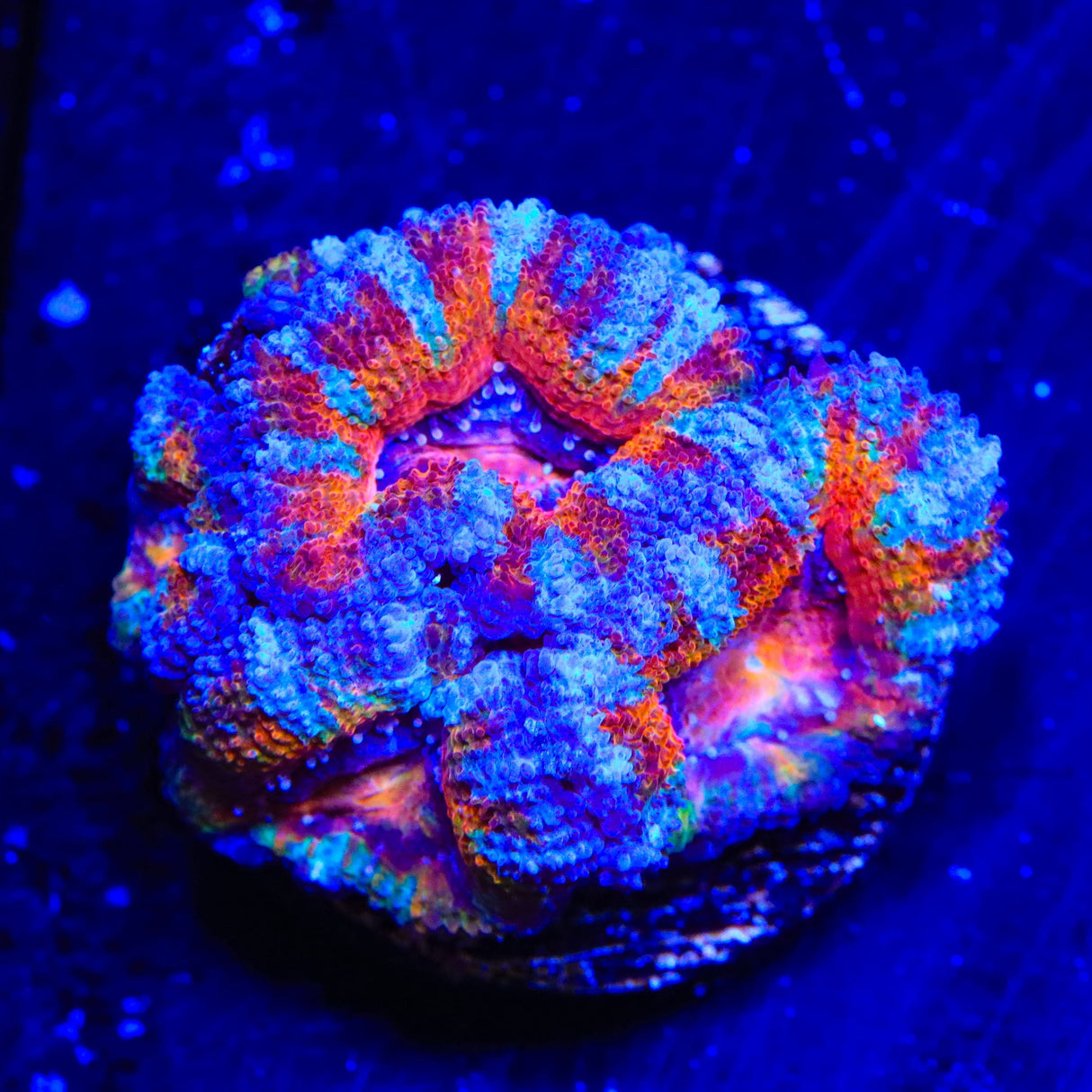 Ultra Acan Coral