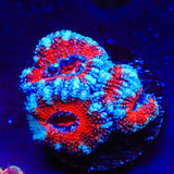 Ultra Acan Coral