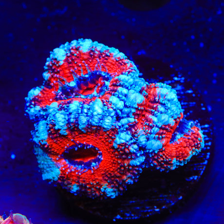Ultra Acan Coral