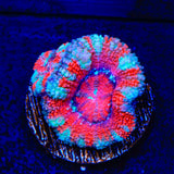 Ultra Acan Coral