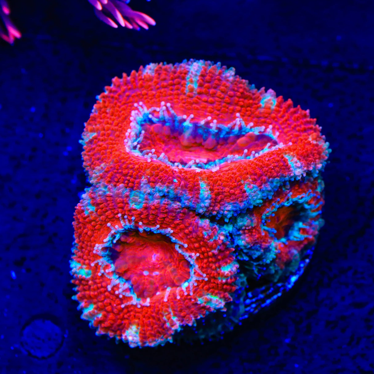 Ultra Acan Coral
