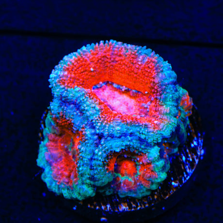 Ultra Acan Coral