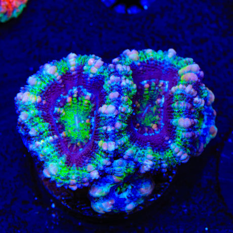 Ultra Acan Coral