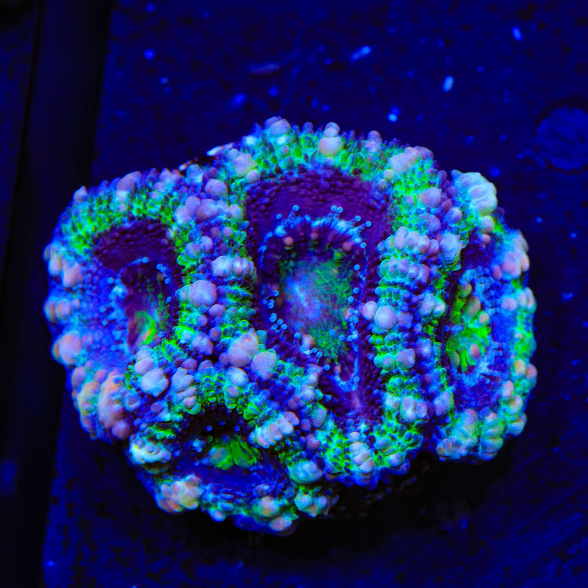 Ultra Acan Coral