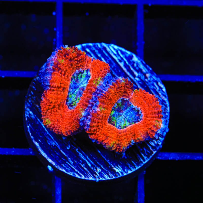 Ultra Acan Micromussa Coral