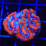 Ultra Acanthastrea Coral