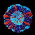 Ultra Acanthophyllia Colony Coral