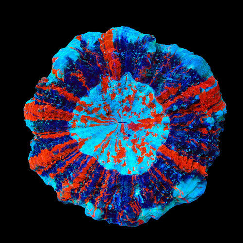 Ultra Acanthophyllia Colony Coral