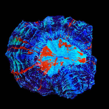 Ultra Acanthophyllia Colony Coral