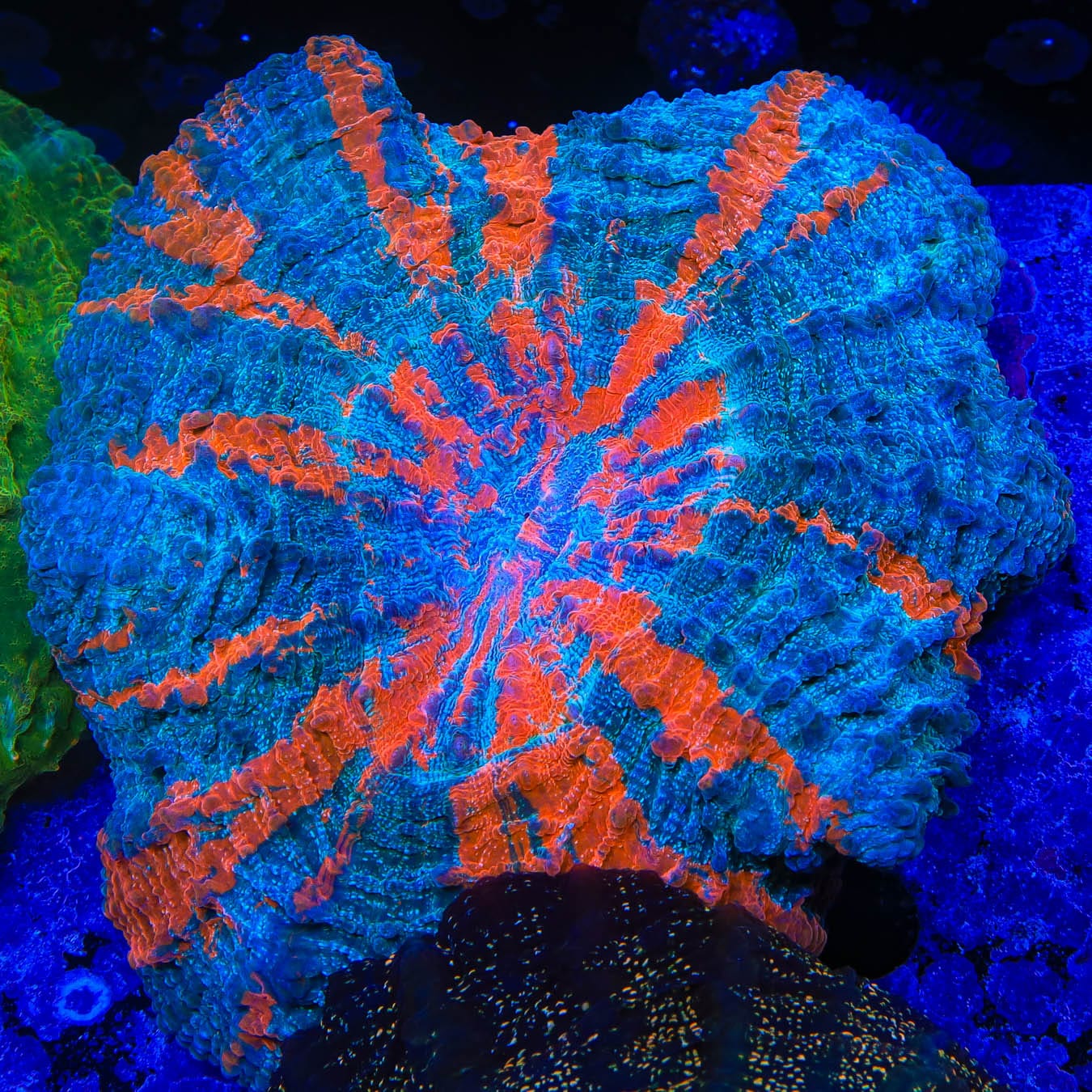Ultra Acanthophyllia Coral