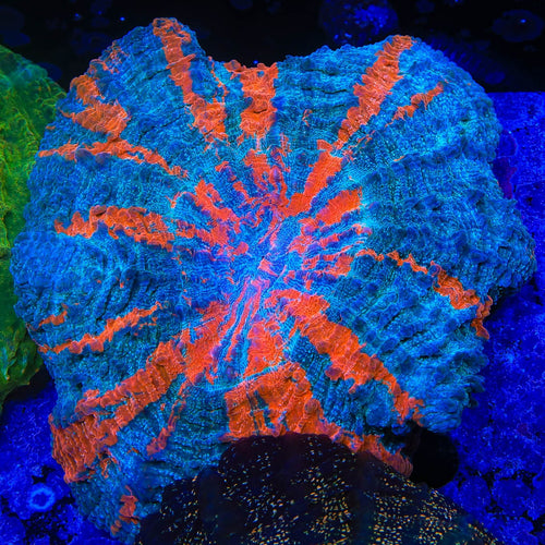 Ultra Acanthophyllia Coral