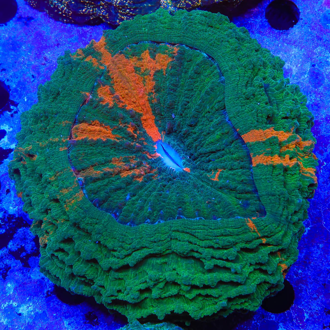 Ultra Acanthophyllia Coral