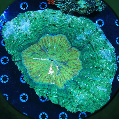 Ultra Acanthophyllia Coral