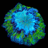 Ultra Acanthophyllia Coral