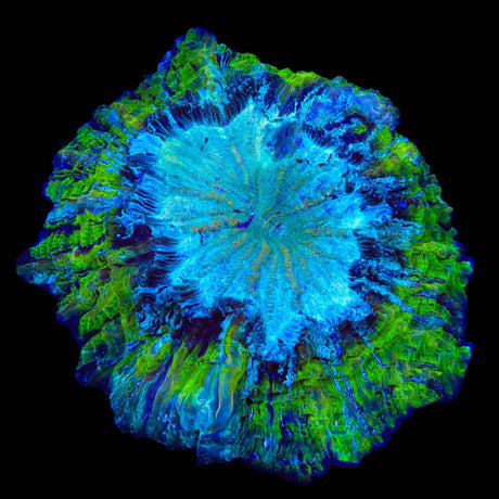 Ultra Acanthophyllia Coral