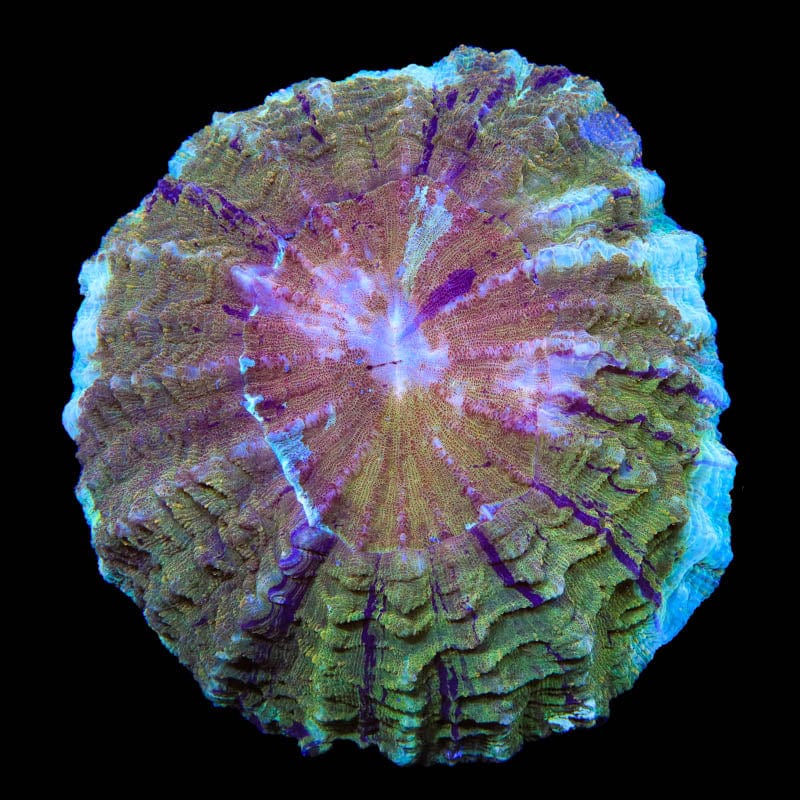 Ultra Acanthophyllia Coral