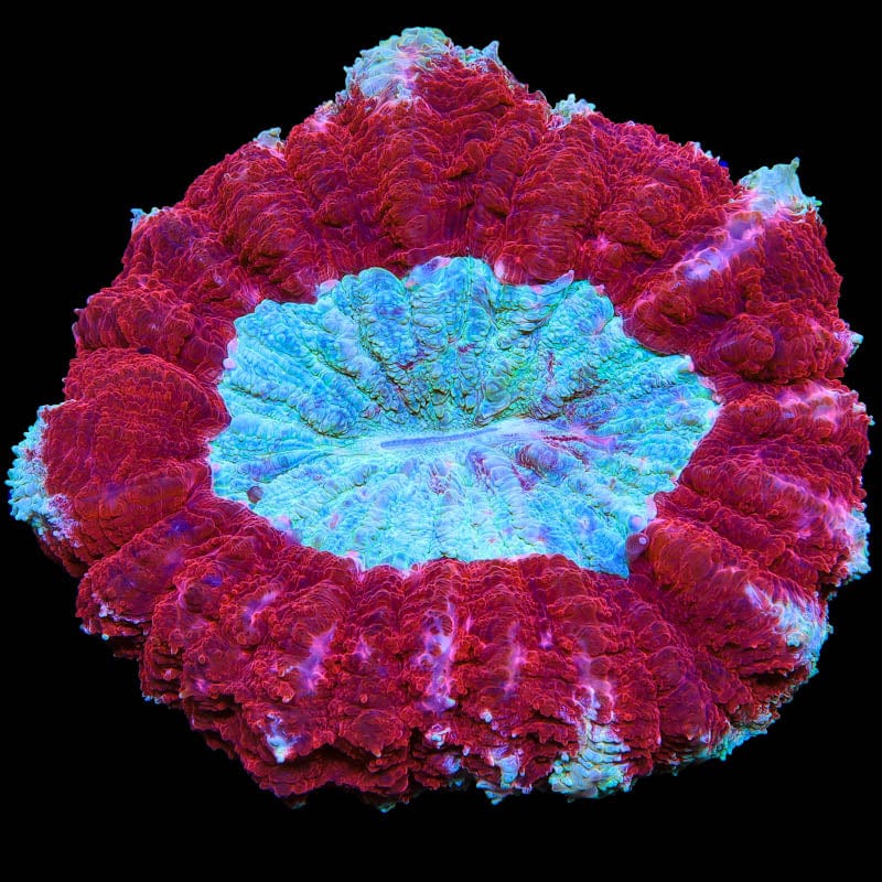 Ultra Acanthophyllia Coral
