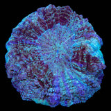Ultra Acanthophyllia Coral