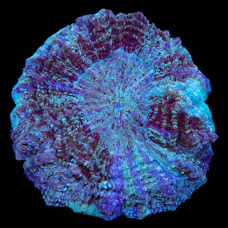 Ultra Acanthophyllia Coral