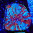Ultra Australomussa Coral
