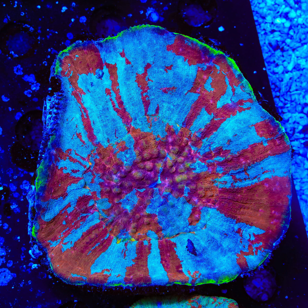 Ultra Australomussa Coral