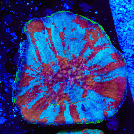 Ultra Australomussa Coral