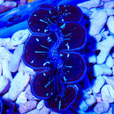 Ultra Black Maxima Clam 1.75 - 2.5"