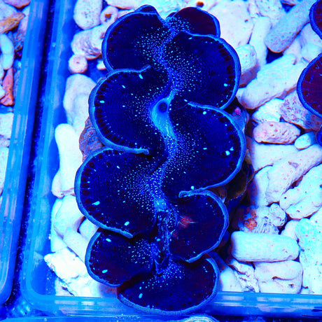 Ultra Black Maxima Clam 1.75 - 2.5"
