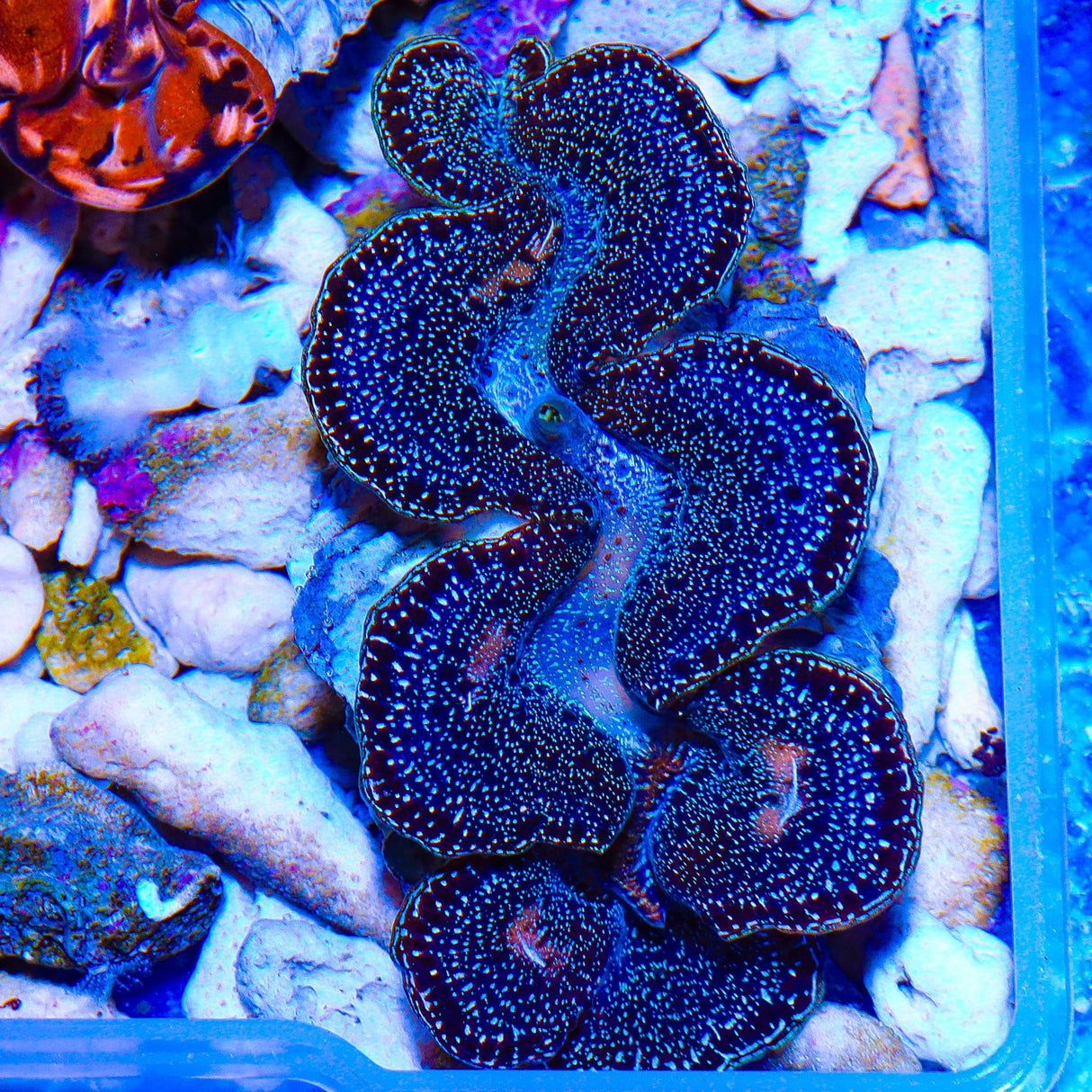 Ultra Black Maxima Clam 1.75 - 2.5"