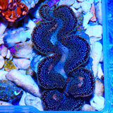 Ultra Black Maxima Clam 1.75 - 2.5"