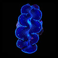 Ultra Black Maxima Clam 1.75 - 2.5"