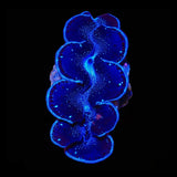 Ultra Black Maxima Clam 1.75 - 2.5"