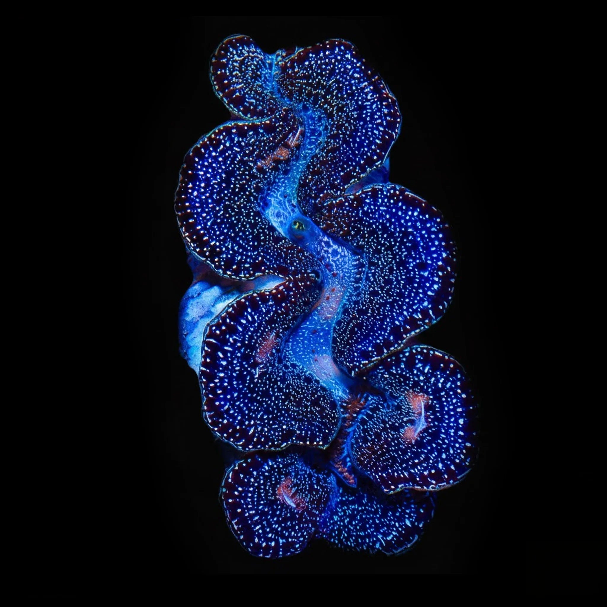 Ultra Black Maxima Clam 1.75 - 2.5"