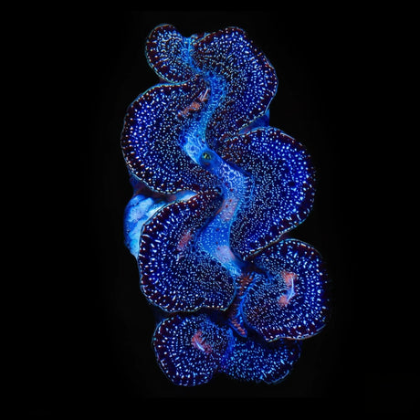 Ultra Black Maxima Clam 1.75 - 2.5"