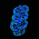 Ultra Black Maxima Clam 1.75 - 2.5"