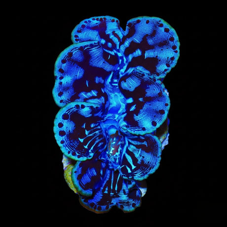 Ultra Black Maxima Clam 1.75 - 2.5"