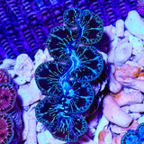 Ultra Black Maxima Clam