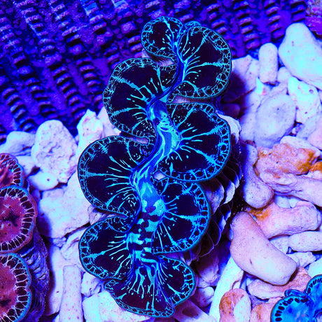 Ultra Black Maxima Clam