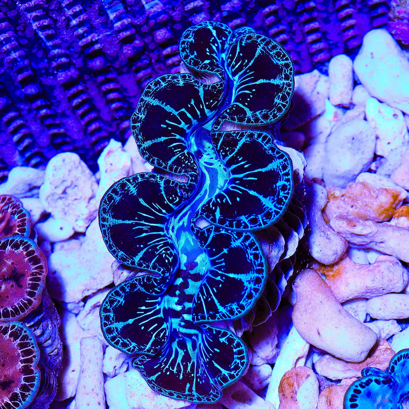 Ultra Black Maxima Clam