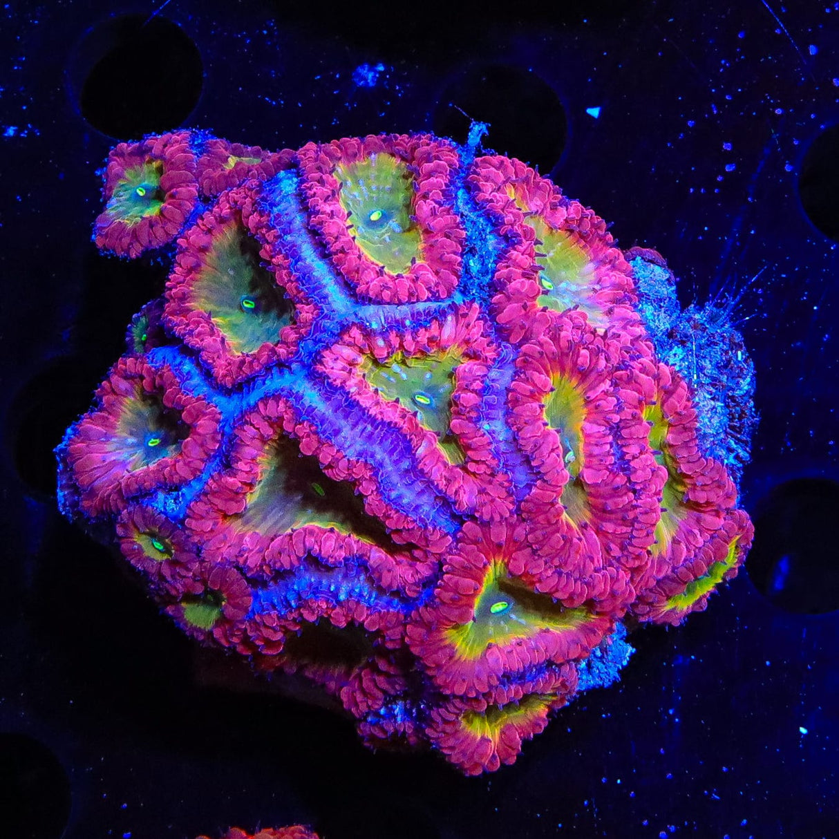 Ultra Blastomussa Colony Coral