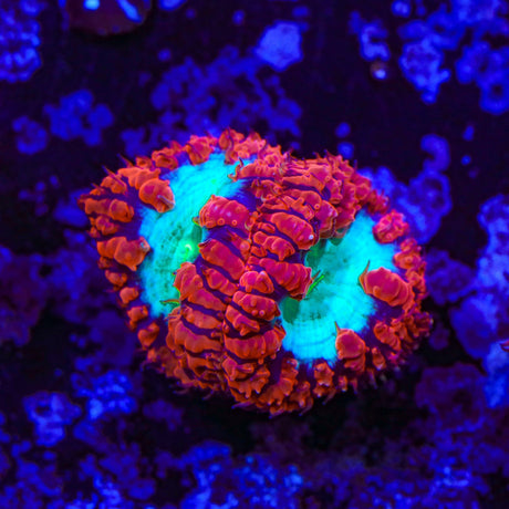 Ultra Blastomussa Coral