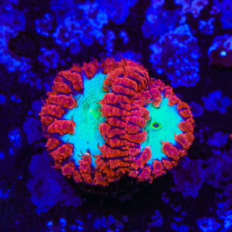 Ultra Blastomussa Coral